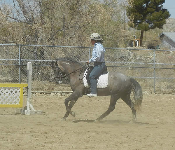 Yucca Valley Equestrian Center Full Service High Desert Equine Center