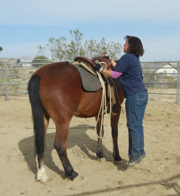 Yucca Valley Equestrian Center Full Service High Desert Equine Center